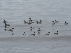 Podiceps occipitalis