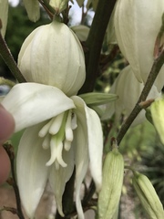 Tegeticula yuccasella