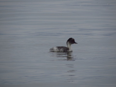 Podiceps occipitalis