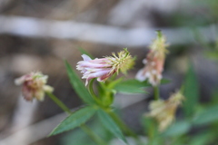 Trifolium productum