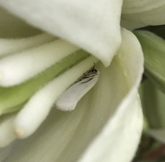 Tegeticula yuccasella