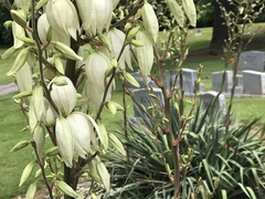 Tegeticula yuccasella