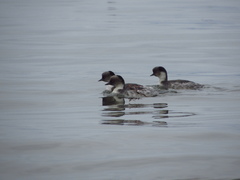Podiceps occipitalis