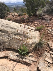 Eriogonum alatum
