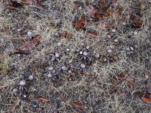 Astraeus hygrometricus