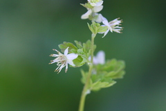 Thalictrum sparsiflorum