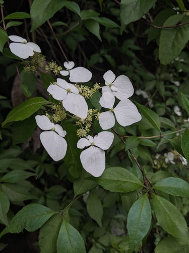 Hydrangea scandens, photograph 2
