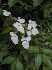 Hydrangea scandens, photograph (c) MUNENORI YAMAKAWA, some rights reserved (CC BY)