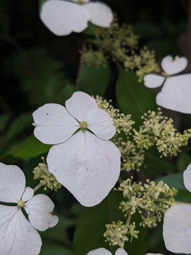Hydrangea scandens, photograph 3