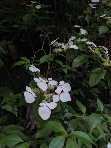 Hydrangea scandens, photograph 4