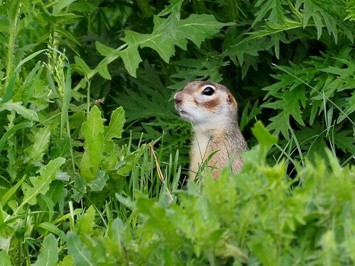 Vorontsov's Ground Squirrel