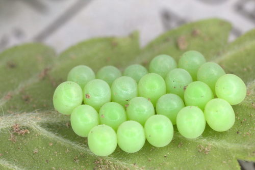 Medinė skydblakė nuotrauka