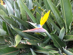 Strelitzia