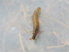 Oligostomis pardalis