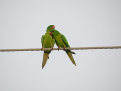Psittacara holochlorus
