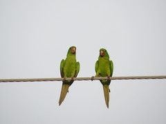Psittacara holochlorus