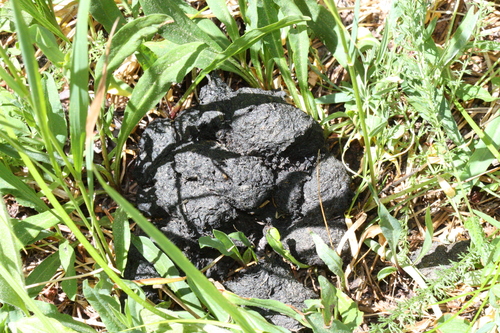 Ursus americanus