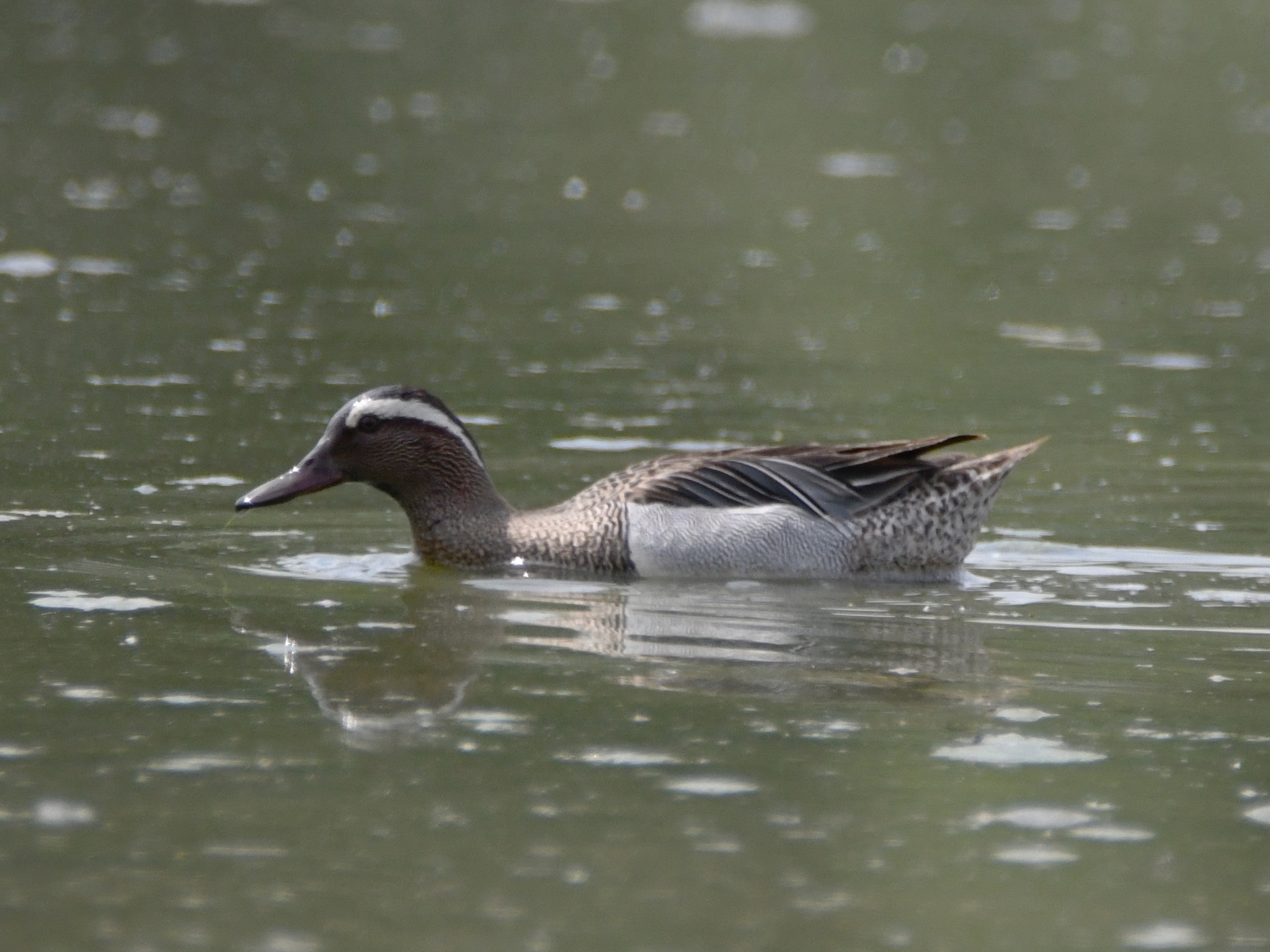 Garganey