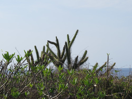 Harrisia taetra