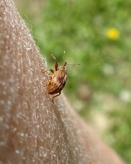 Anthonomus rectirostris