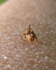 Anthonomus rectirostris