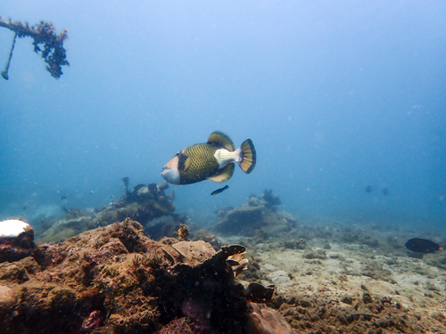 Titan Triggerfish