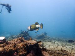 Titan triggerfish
