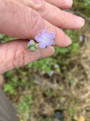 Phacelia purshii