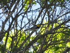 Setophaga chrysoparia