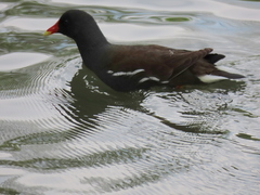 Gallinula chloropus