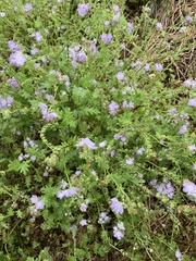 Phacelia purshii