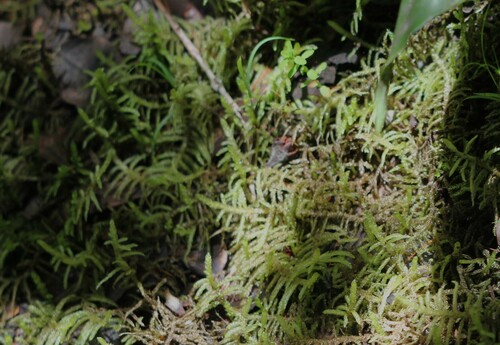 Pseudoscleropodium purum, 2024-05-18