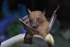 Lesser Naked-Backed Fruit Bat photo 1