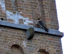 Falco peregrinus