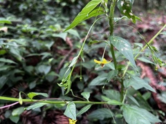 Lysimachia capillipes