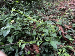 Lysimachia capillipes, photograph 黃美滿, CC BY, iNaturalist via GBIF