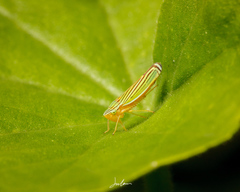 Sibovia