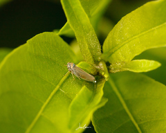 Agalliini