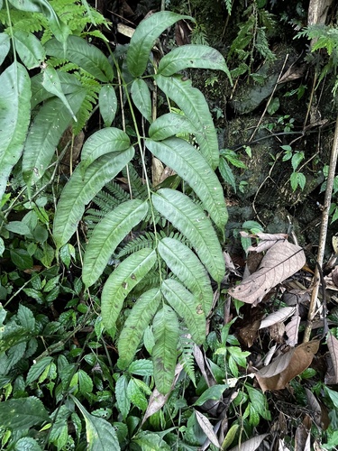 Coniogramme fraxinea, photograph 1