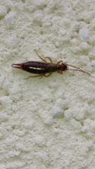 Forficulinae