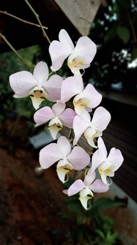 Phalaenopsis Orchid
