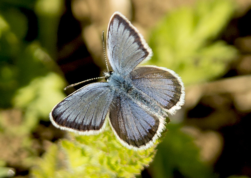 Silver-studded Blue