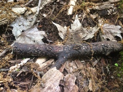 Rosellinia corticium