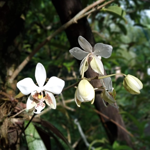 Phalaenopsis stuartiana