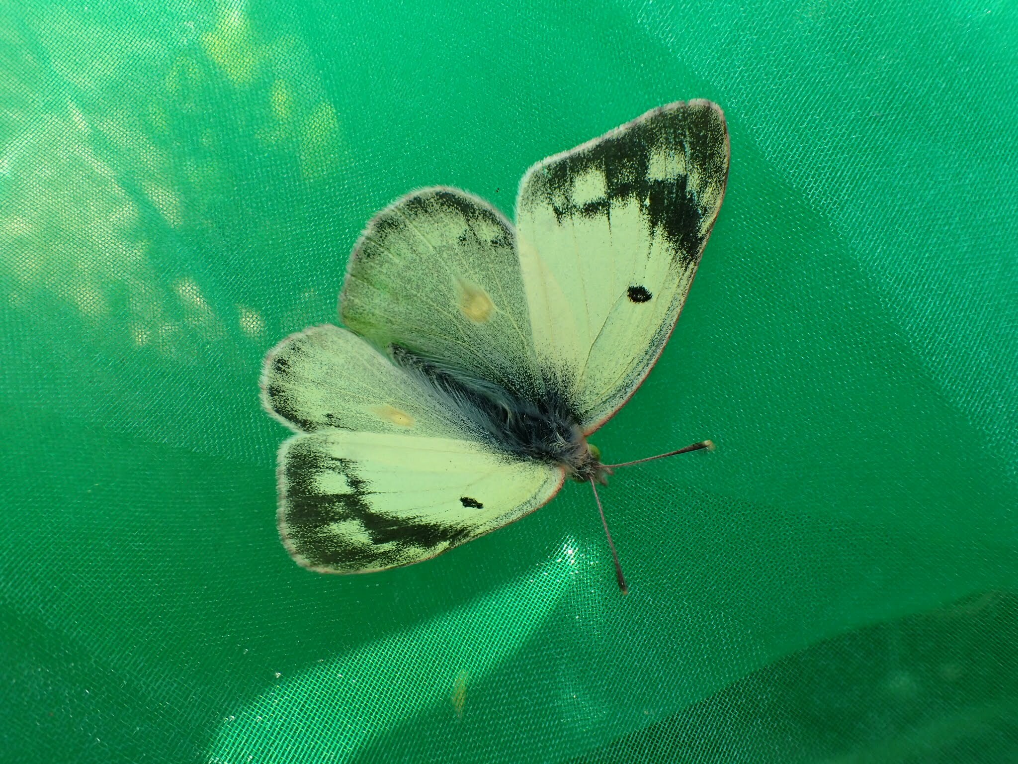 モンキチョウのオス