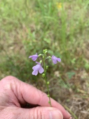 Nuttallanthus texanus