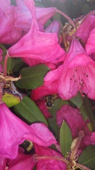 Hymenoptera
