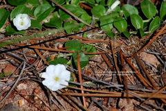 Evolvulus prostratus