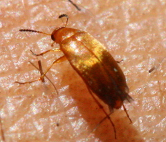 Anaspis