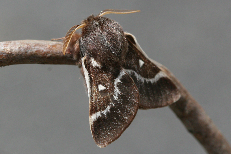 Eriogaster arbusculae